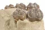 Partial Fossil Early Pig (Perchoerus) Skull - South Dakota #269766-4